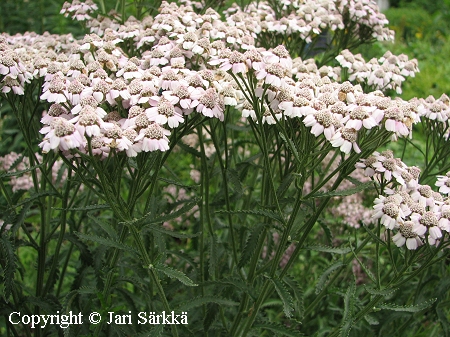 Achillea sibirica, siperiankärsämö